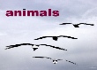 animals